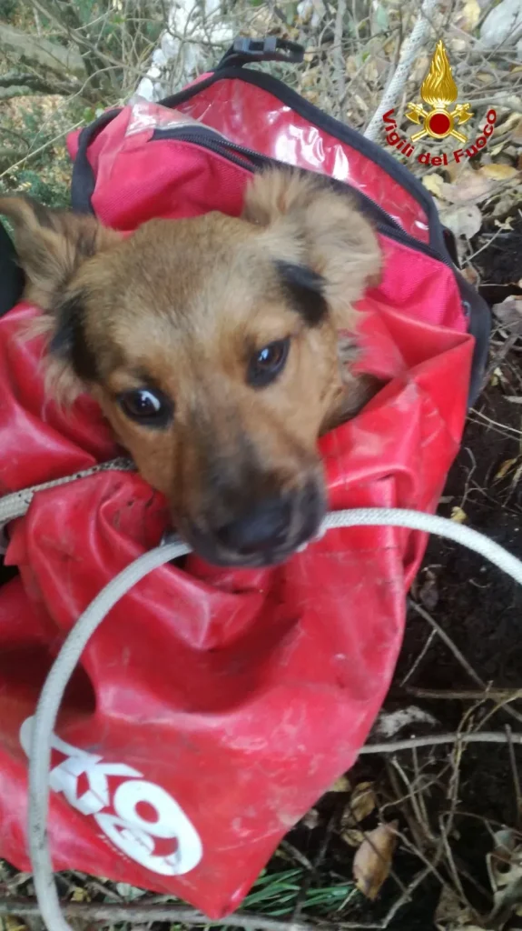 cucciolo salvato cervinara vigili fuoco