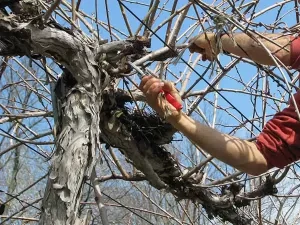 potatura-alberi