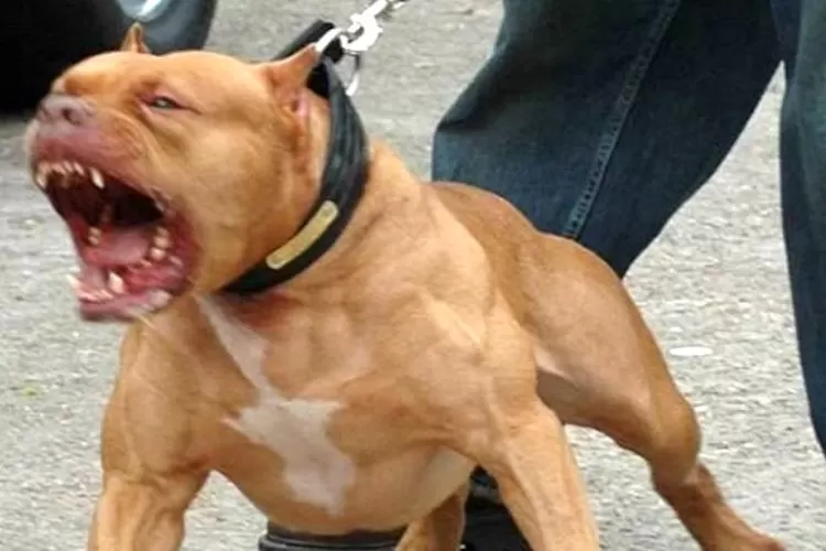 Pitbull-Aggressivo-Allarme-San Giorgio a Cremano