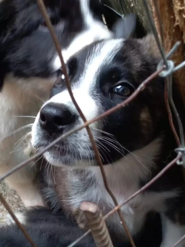 cuccioli