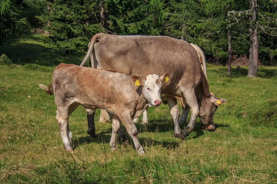 Maltrattamento di animali destinati al macello