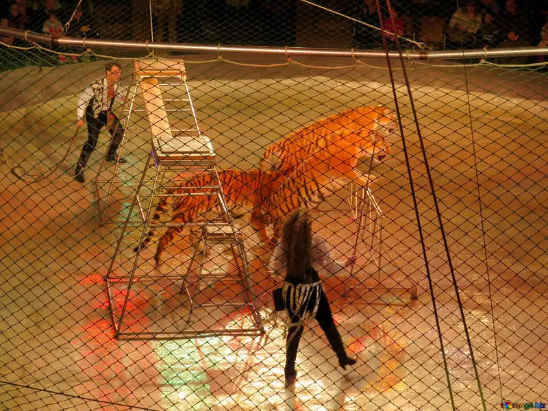 circo animali