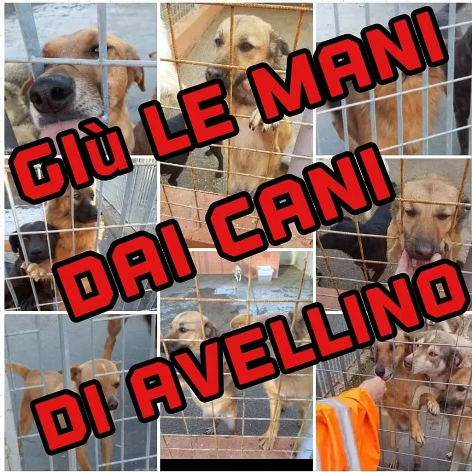 Adozioni lampo per i cani di Avellino