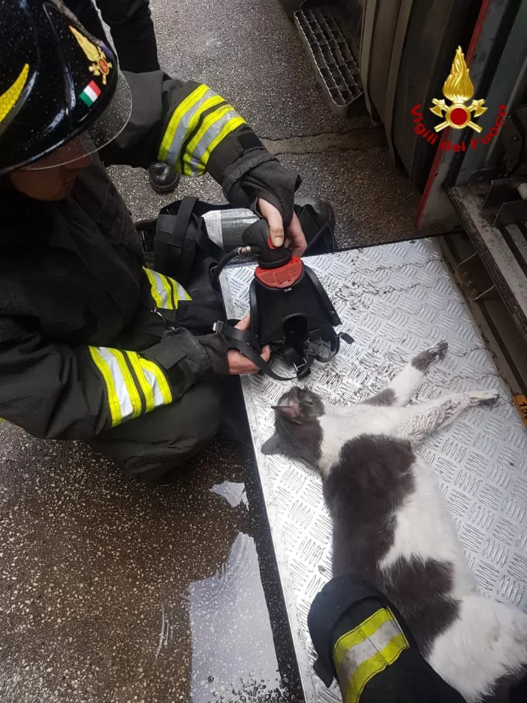 Gatto salvato da un palazzo in fiamme