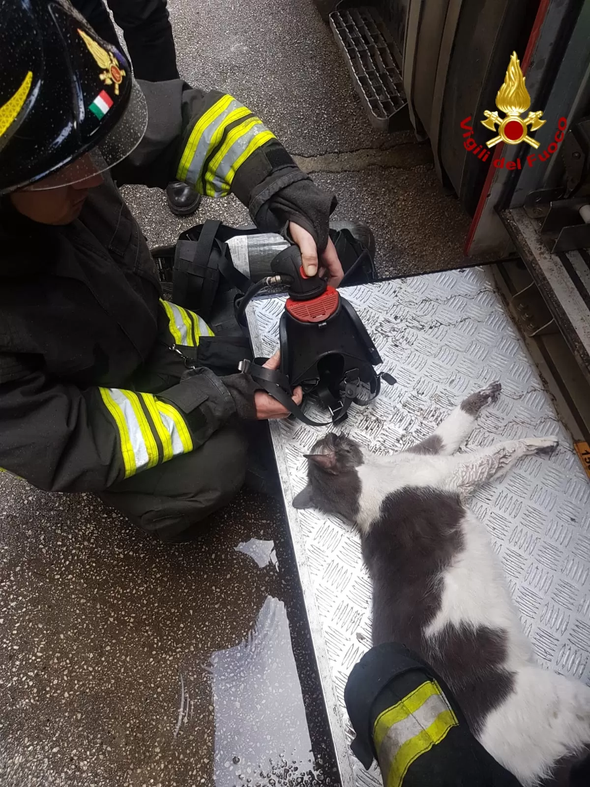 Gatto salvato da un palazzo in fiamme