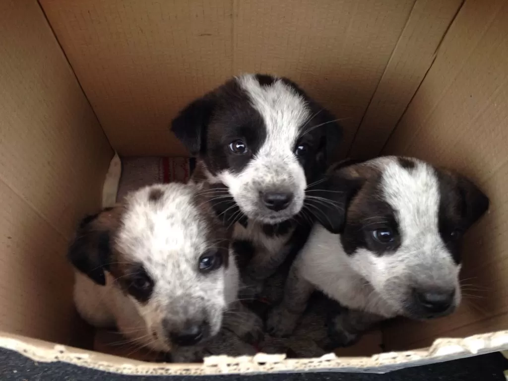 Cuccioli in adozione a Montella