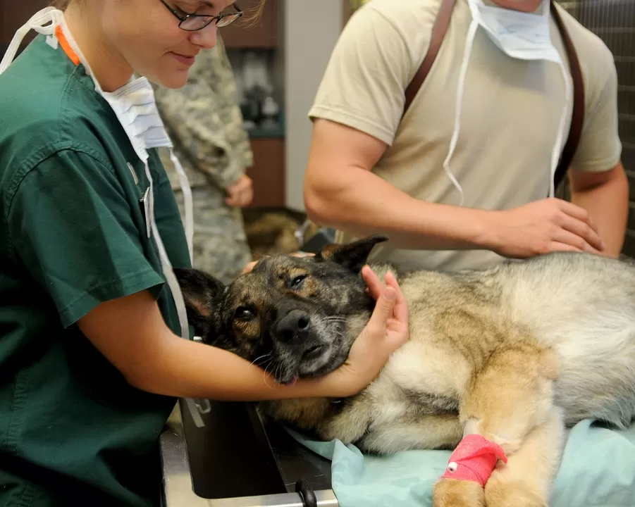 Ambulatorio veterinario comunale