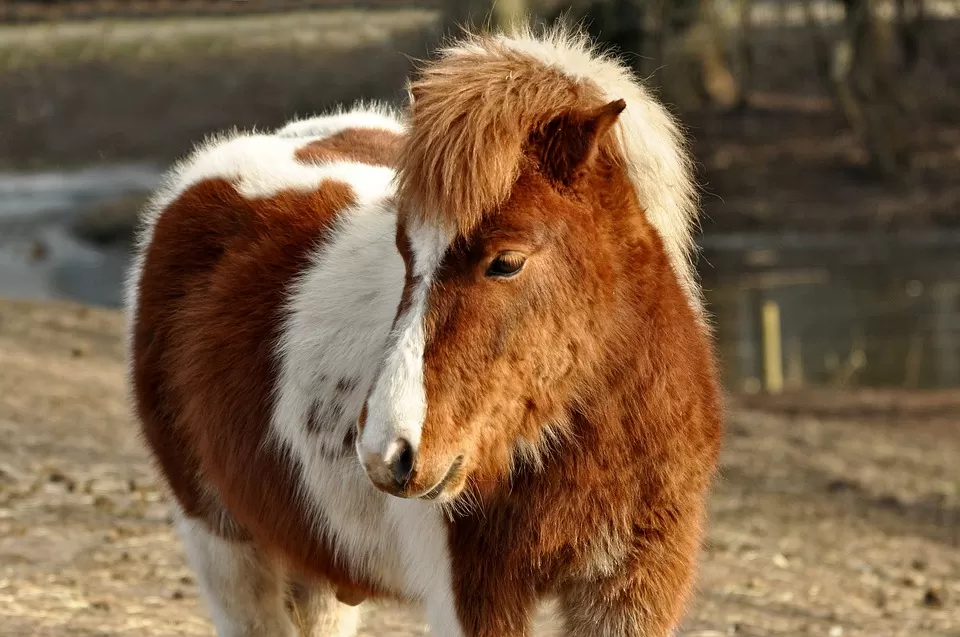 Pony in fuga ad Ariano Irpino