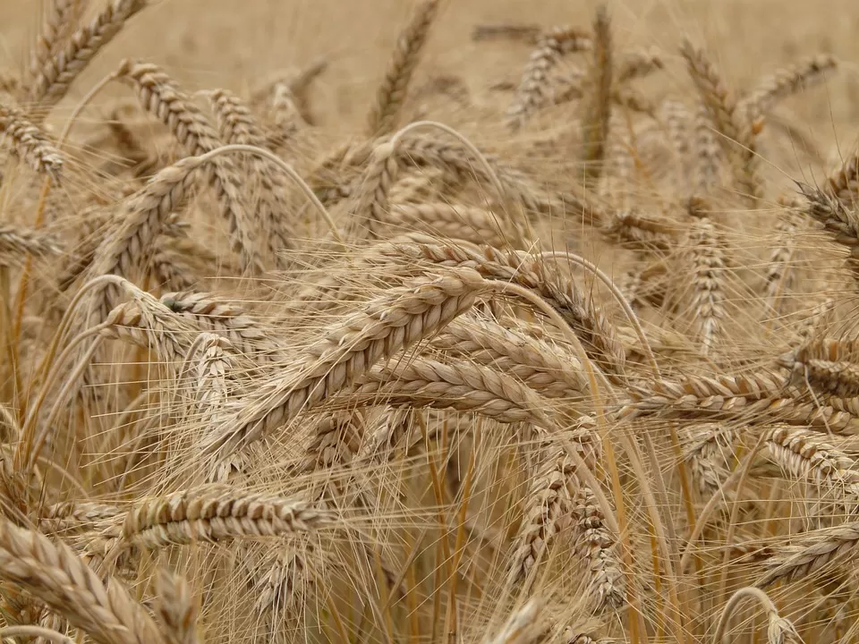 Mille tonnellate di grano sequestrate Avellino