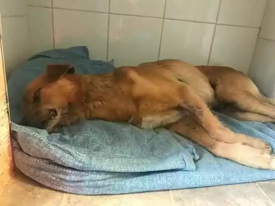 Strage di cani a Montemiletto