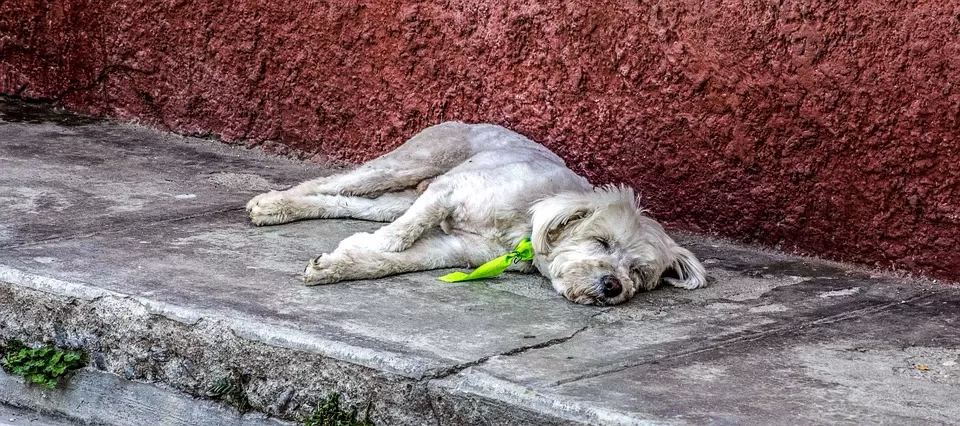 carcassa-cane-Atripalda