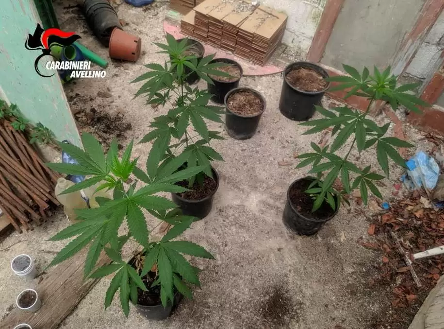 coltivazione-marijuana-paternopoli