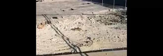 Un grosso topo che percorre un tratto di cantiere per infilarsi nel bagno chimico a disposizione dei dipendenti Anm, è la scena registrata stamattina a piazza Garibaldi.