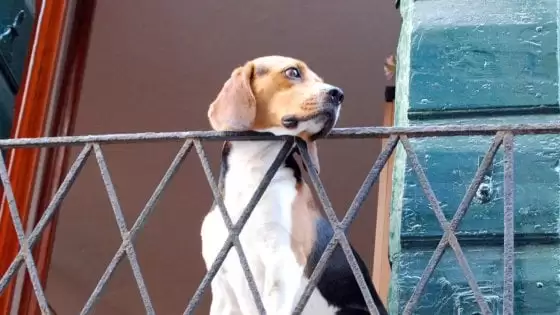 napoli-cani-lasciati-soli-balcone-controlli