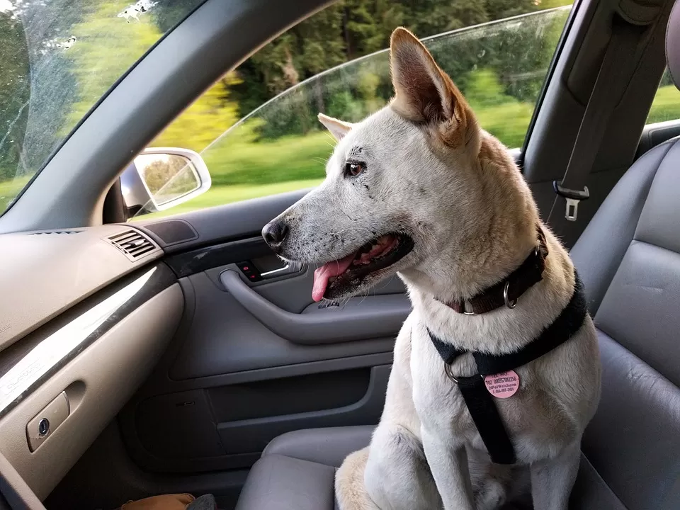 villa-literno-cane-trascinato-auto