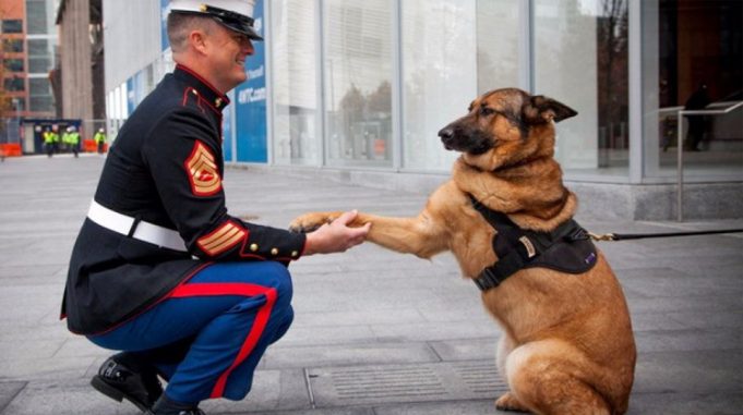 lucca-cane-militare-marines-medaglia-merito