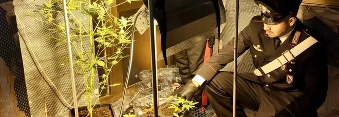 droga-casalnuovo-napoli-serra-marijuana-veranda