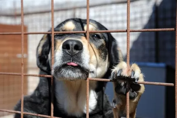 tari-adotta-cane-ponte-benevento