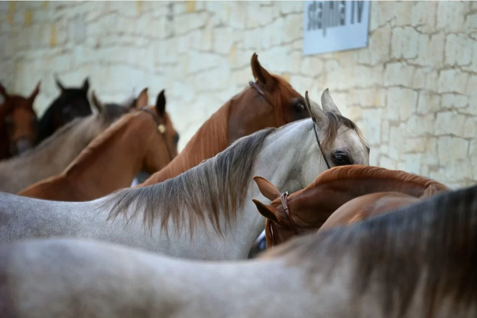 abusivismo-edilizio-allevamento-equino-calabritto