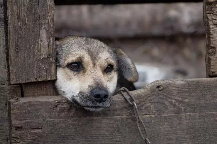 serino-maltrattamento-animali-denunciate-due-persone