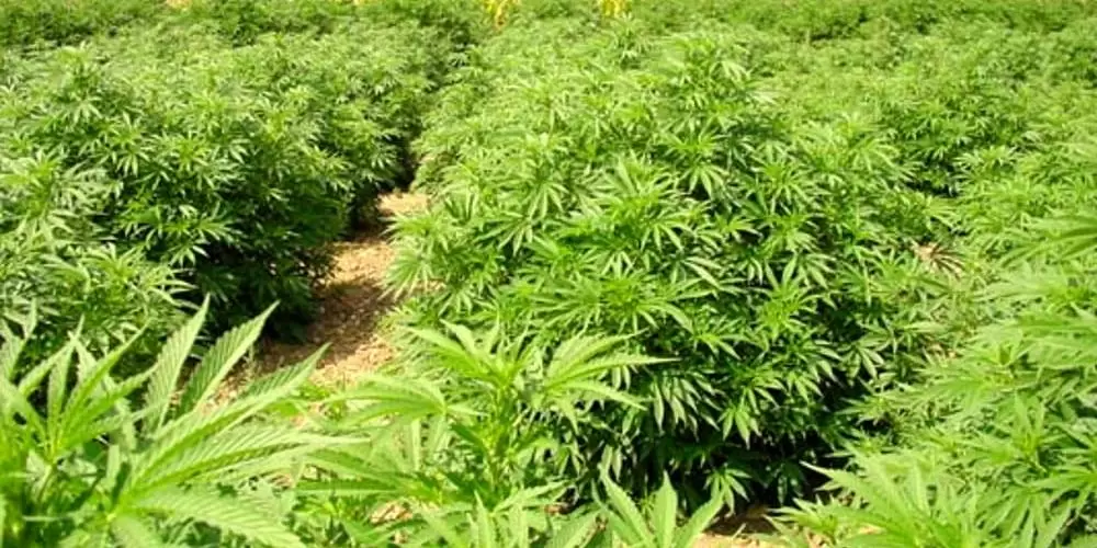 sessa-aurunca-piantagione-marijuana-3-arresti