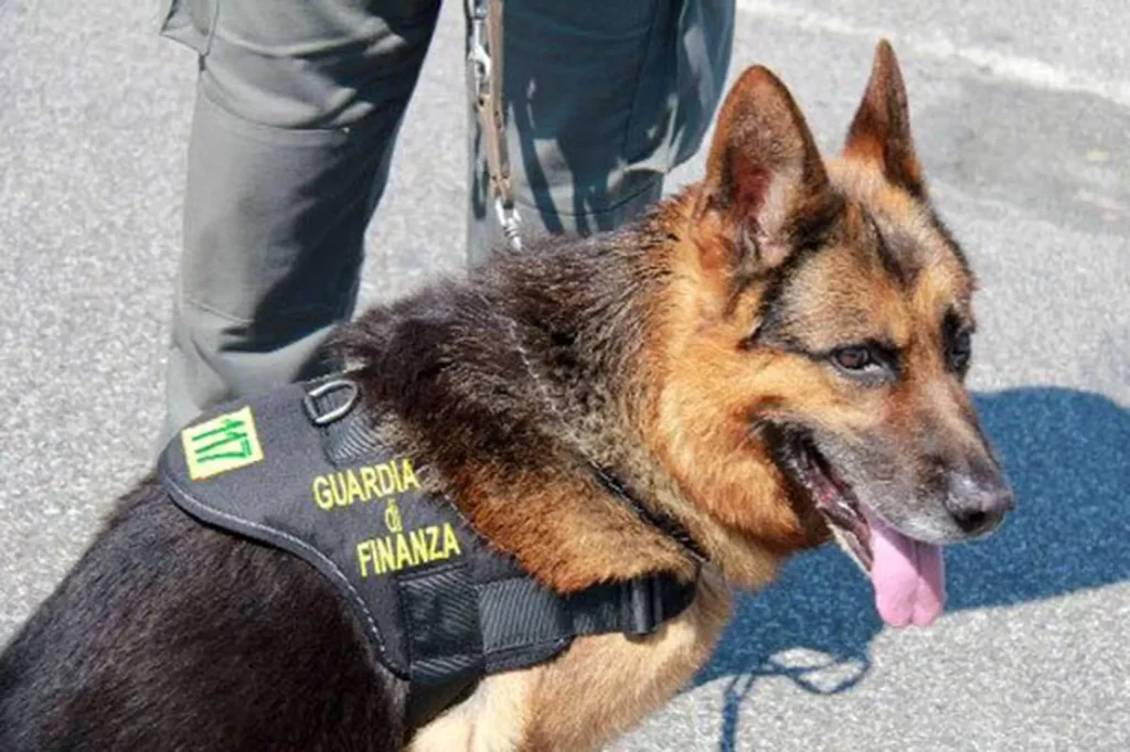 traffico-droga-napoli-arresto-11-luglio