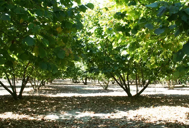 lauro-taurano-fuoco-rifiuti-vegetali-denuncia