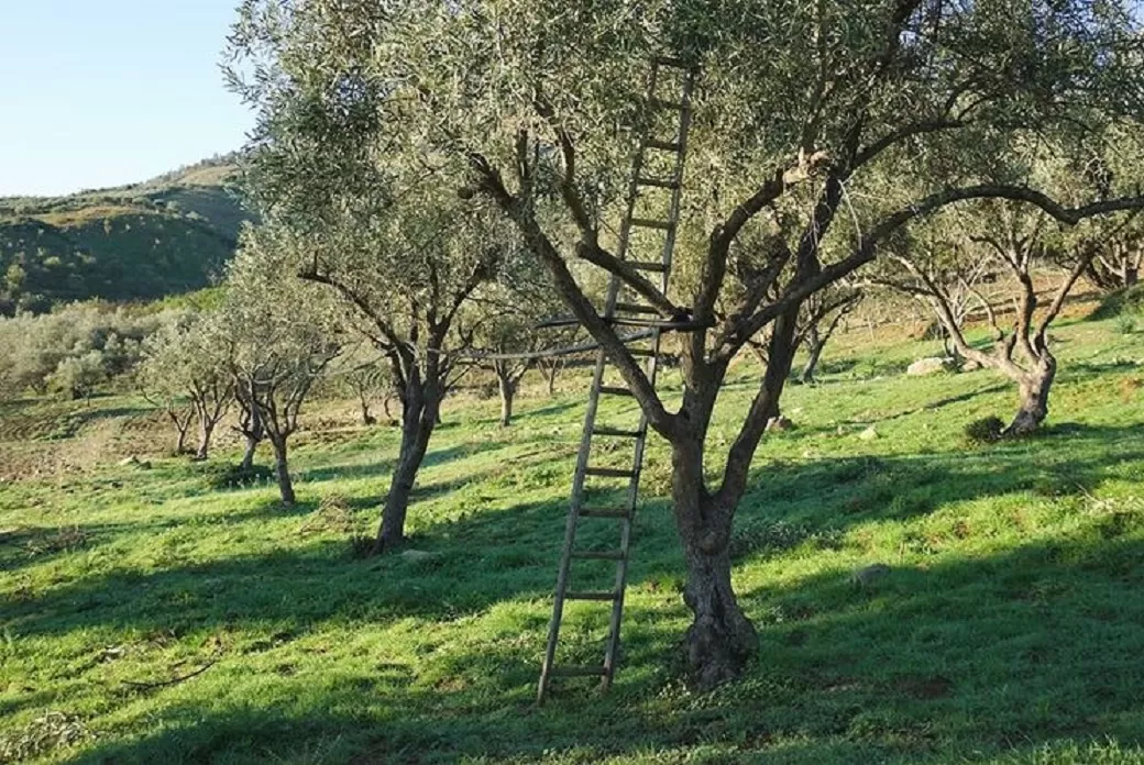 cade-scala-pota-albero-montoro-morto