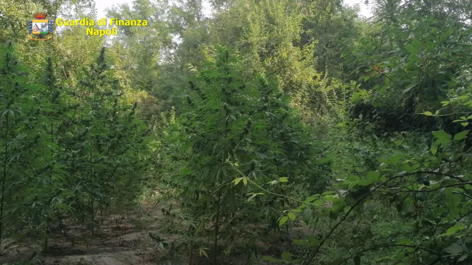 marijuana-parco-naturale-camaldoli