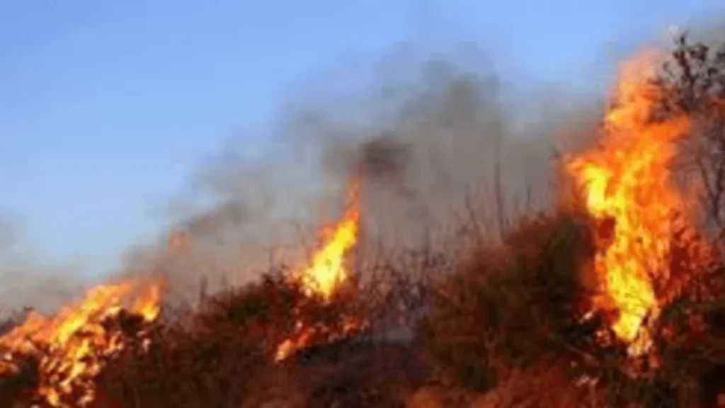 incendio-caserta-vegetazione-periferia