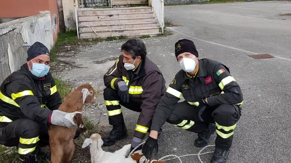 avellino-ovini-balcone-palazzo-salvati-vigili-fuoco-24-dicembre