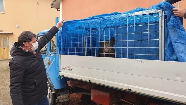 bnevento-catturato-cinghiale-via-tiengo-arco-traiano