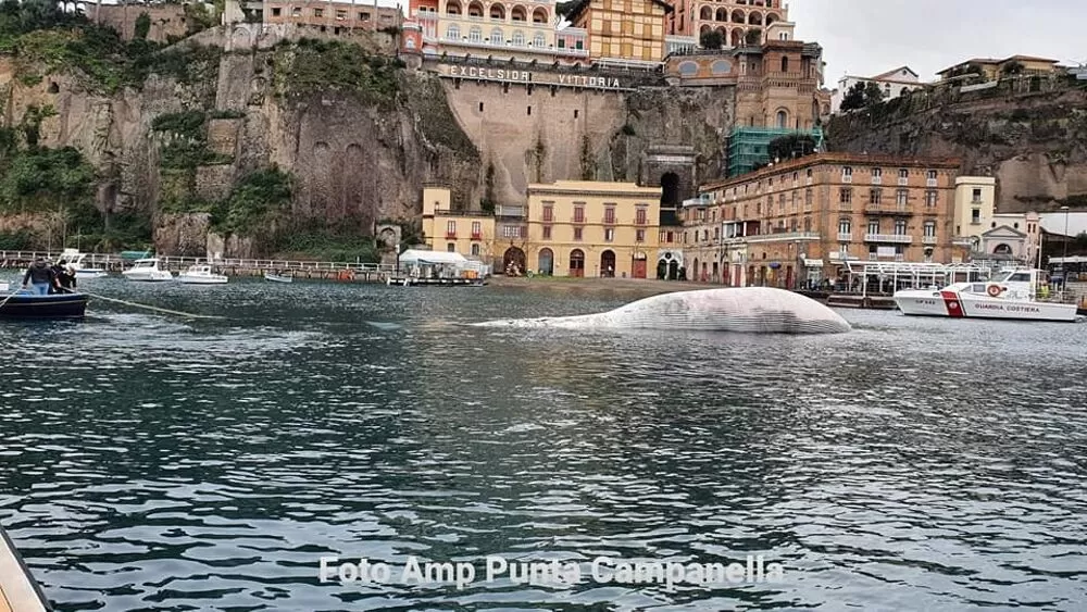 balena-morta-sorrento-punta-campanella