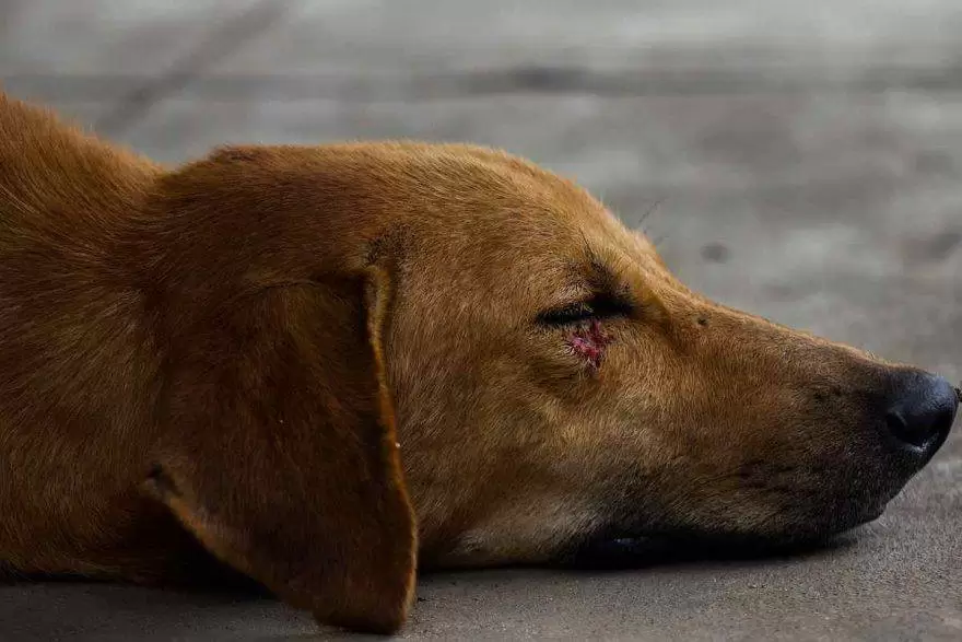 furti-arienzo-costa-casa-cane-stordito