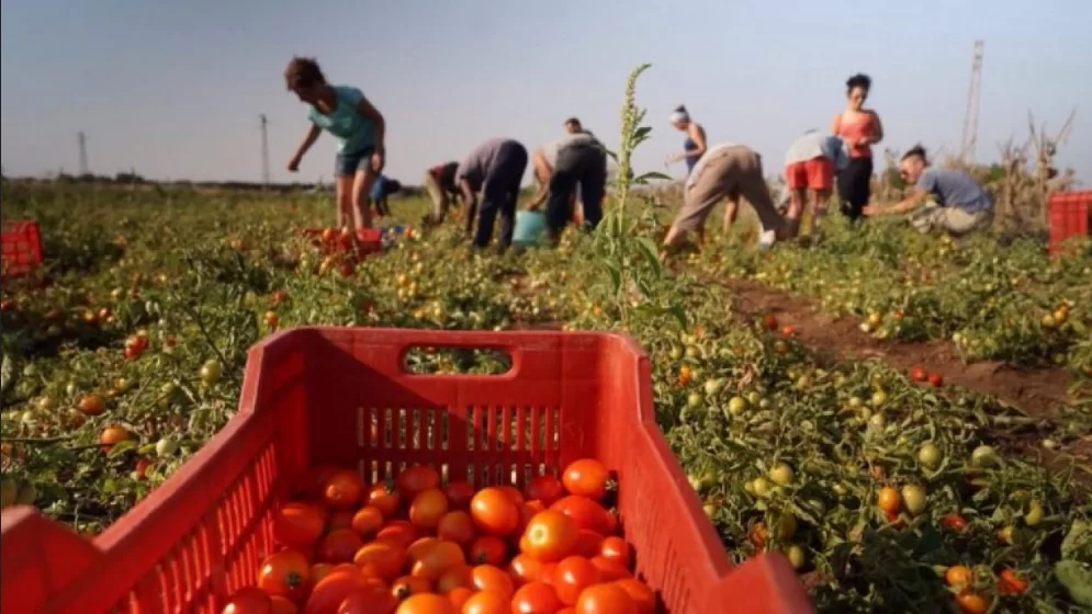 caporalato-denunce-azienda-agricola-montella