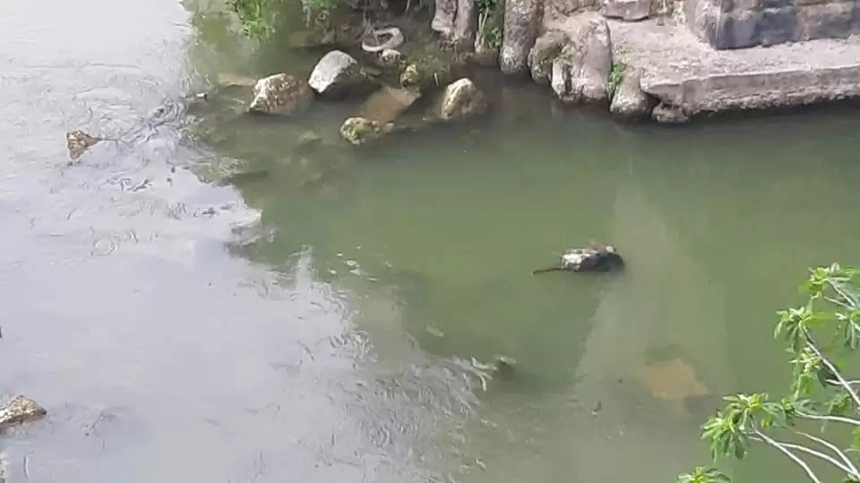 cane-fiume-capua-cosa-successo-responsabili