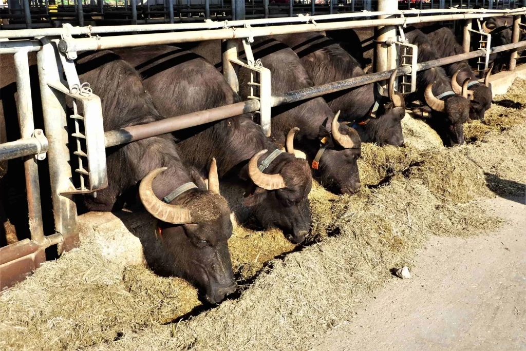 smaltimento rifiuti eboli