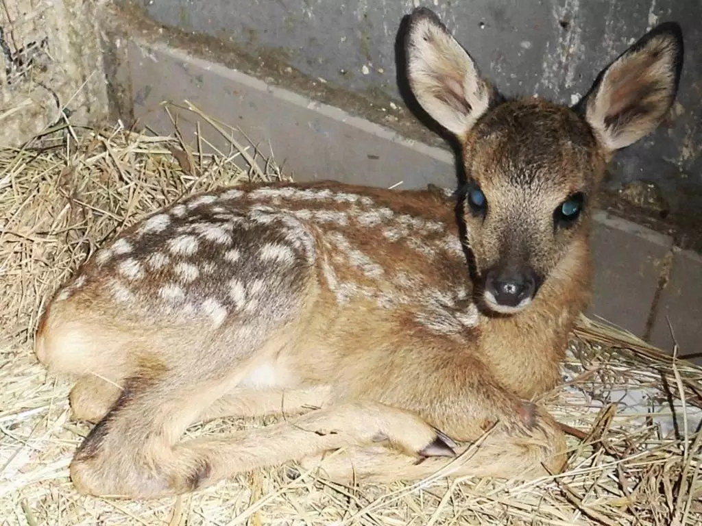 cucciolo capriolo ferito morcone