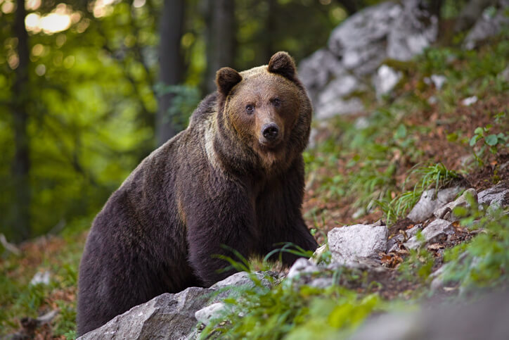 trentino-orso-ruba-pranzo-escursionisti