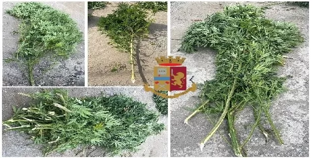 marijuana alberi frutta denunciato