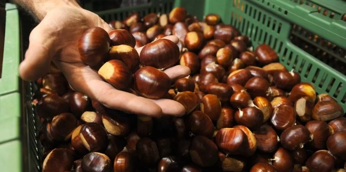 caserta-ladri-castagne-multe-roccamonfina