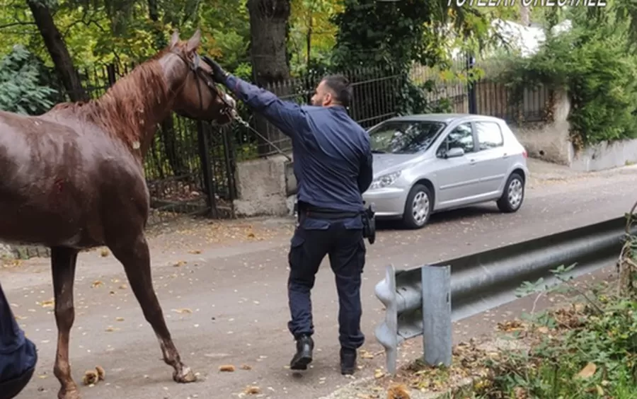 ottaviano-cavallo-caduto-dirupo