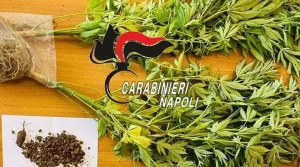 boscotrecase-piante-cannabis-giardino-arrestato