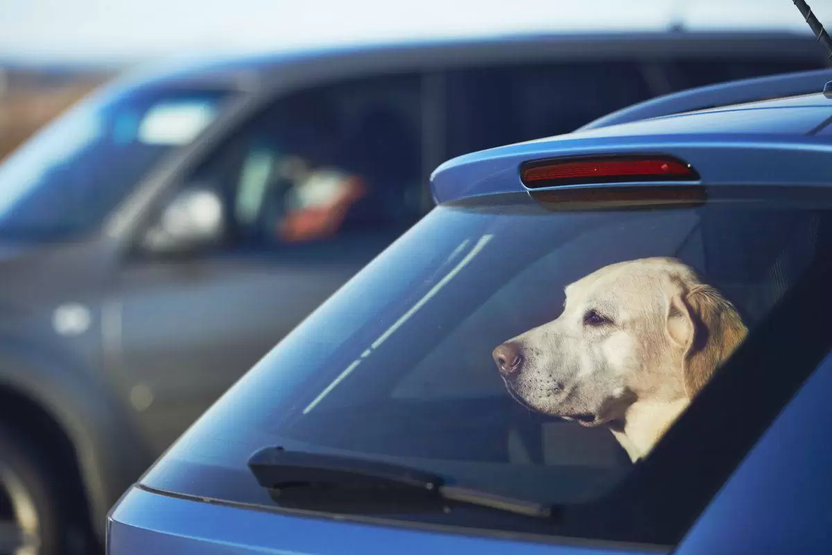 abbandona cane auto denunciato