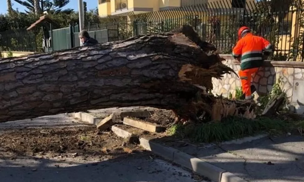 maltempo-tragedia-sfiorata-giugliano-pino-cade