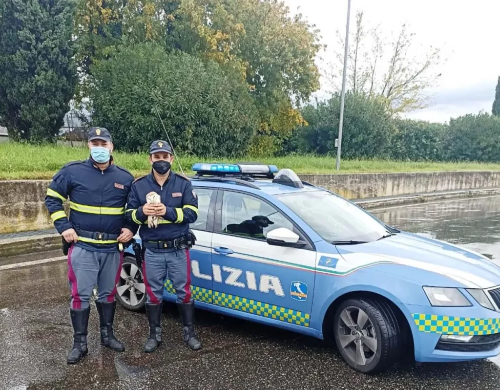 napoli barbagianni salvato polizia 26 novembre