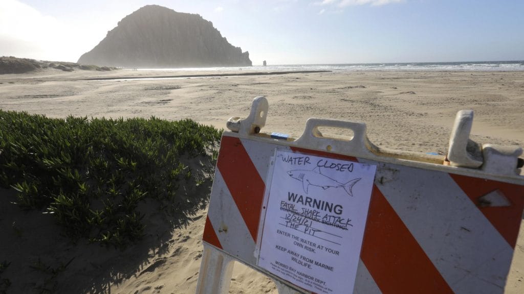 california-surfista-ucciso-squalo-26-dicembre