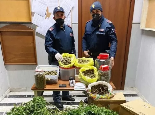 serra marijuana arresti