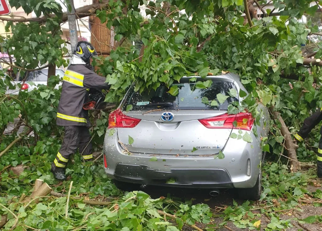 san-felice-a-cancello-albero-cade-auto-ferito-13-gennaio