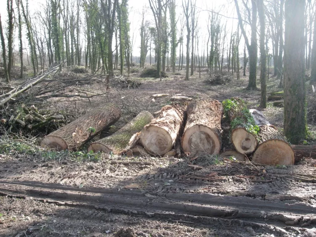 taglio abusivo alberi aquilona denuncia 10 febbraio